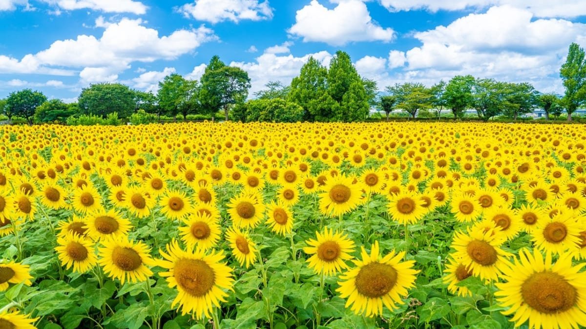 🏞️ 가나가와 현립 하다노토가와 공원 (카나가와켄리츠 하다노 토가와 코엔) 이미지 10